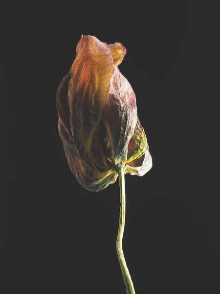 Stary Zwiędły Tulipan Fioletowy Ciemnym Tle Ubiegły Uroda Kruchość Streszczenie — Zdjęcie stockowe