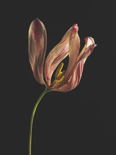 Alte Welke Lila Tulpe Auf Dunklem Hintergrund Vorbei Schönheit Mit — Stockfoto