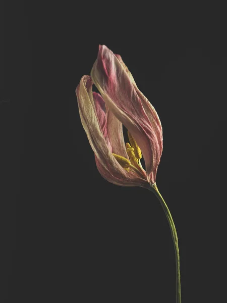 Viejo Tulipán Púrpura Marchito Sobre Fondo Oscuro Belleza Pasada Con —  Fotos de Stock