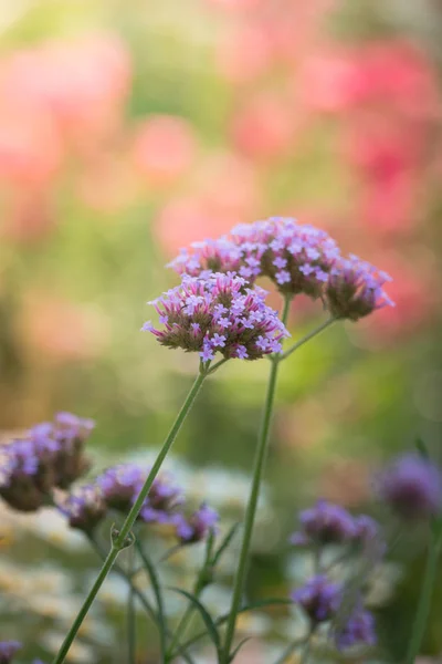 Imagen Fondo Las Flores Colores Naturaleza Fondo — Foto de Stock