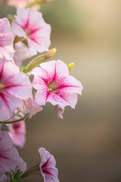 Das Hintergrundbild Der Bunten Blumen Hintergrund Natur — Stockfoto