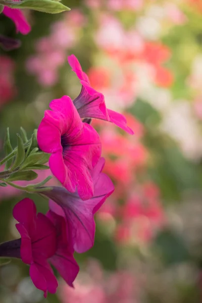 Immagine Sfondo Dei Fiori Colorati Sfondo Natura — Foto Stock