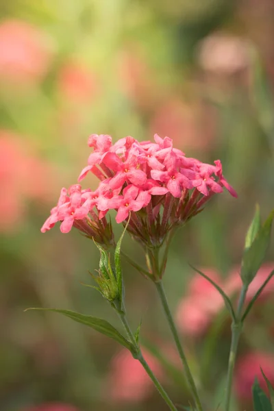 Imagen Fondo Las Flores Colores Naturaleza Fondo —  Fotos de Stock