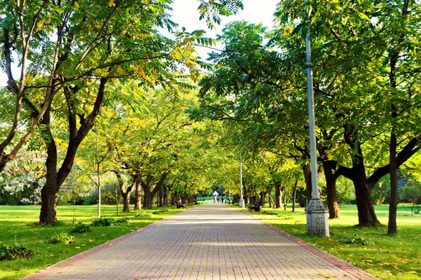 Passarela Outono Parque Juglans Mandshurica Beco Dia Outono Ensolarado Paisagem — Fotografia de Stock