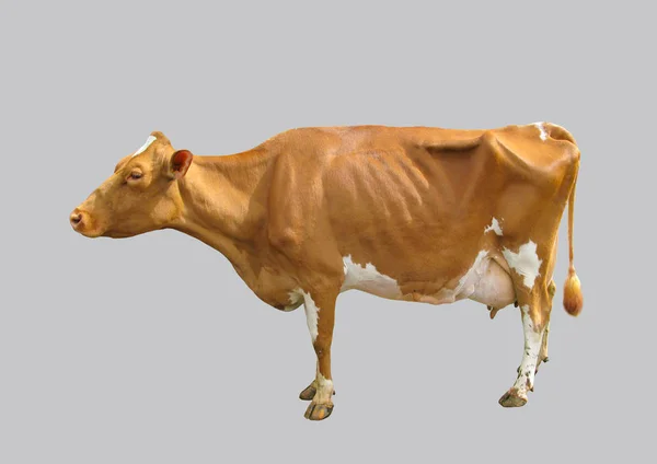 Jeune Vache Laitière Sur Fond Isolé — Photo