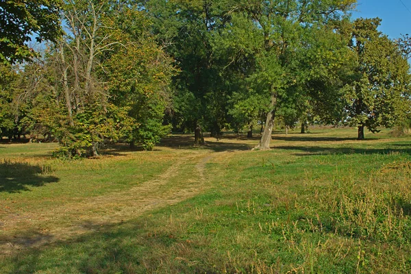 Fußweg Park Mit Umgestürzten Blättern Und Baumstämmen Übersät — Stockfoto