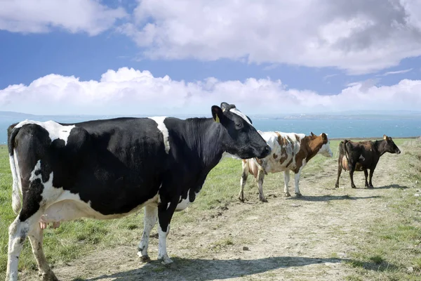 Vacas Mixtas Costa Del Condado Cerezo Irlanda —  Fotos de Stock