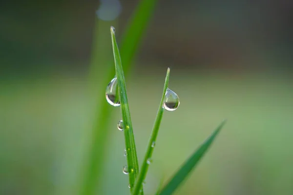 Gotas Nas Folhas Verdes — Fotografia de Stock