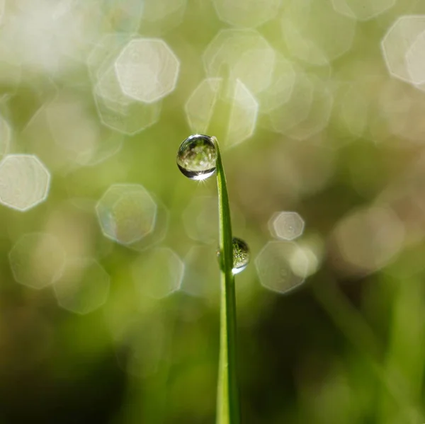 Drops Green Leaves — Stock Photo, Image