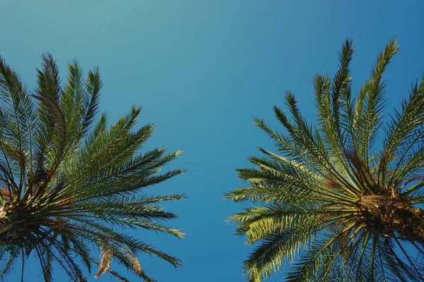 Palm Tree Leaves Texture — Stock Photo, Image