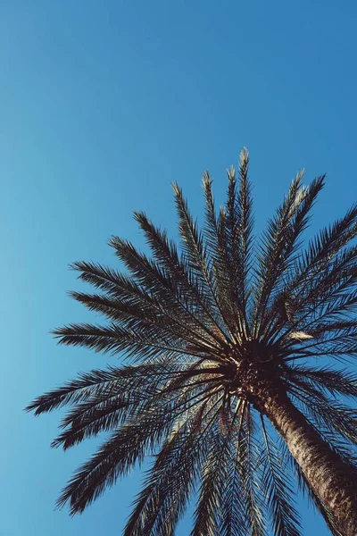 Palme Auf Blauem Himmel Hintergrund — Stockfoto