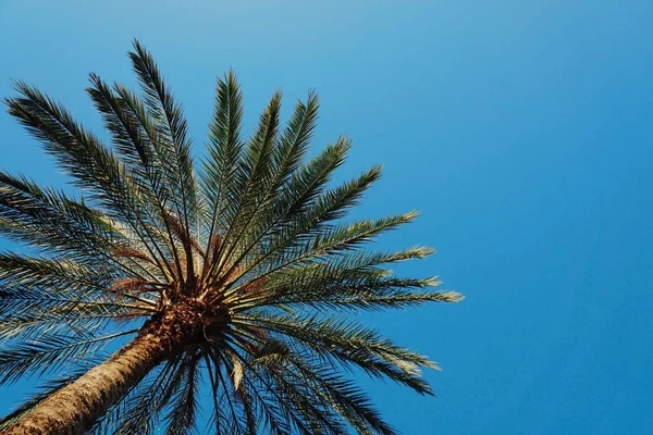 Palm Trees Blue Sky — Stock Photo, Image