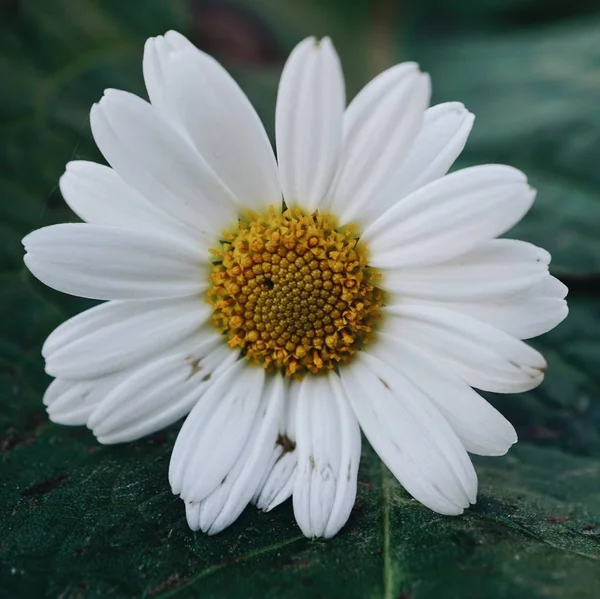 Fleur Marguerite Dans Jardin — Photo