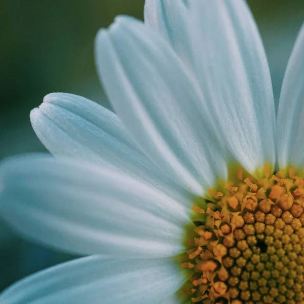 Gros Plan Une Fleur Marguerite — Photo