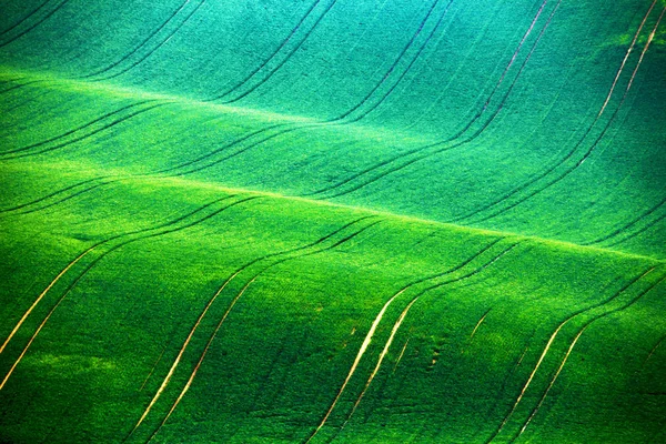 Moravian Green Rolling Spring Landscape Spring Fields Green Waves Natural — Stock Photo, Image