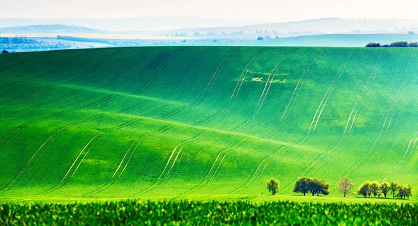 Moravische Groen Glooiende Lente Landschap Lente Velden Groene Golven Natuurlijke — Stockfoto