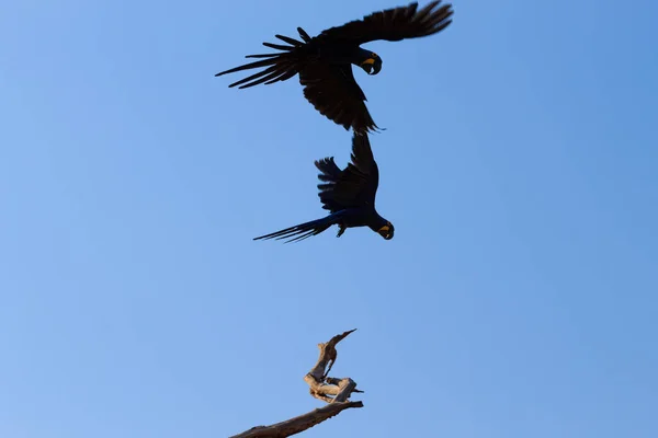 Para Hiacyntowych Macaw Pantanal Brazylii Brazylijska Przyroda Największa Papuga Świecie — Zdjęcie stockowe