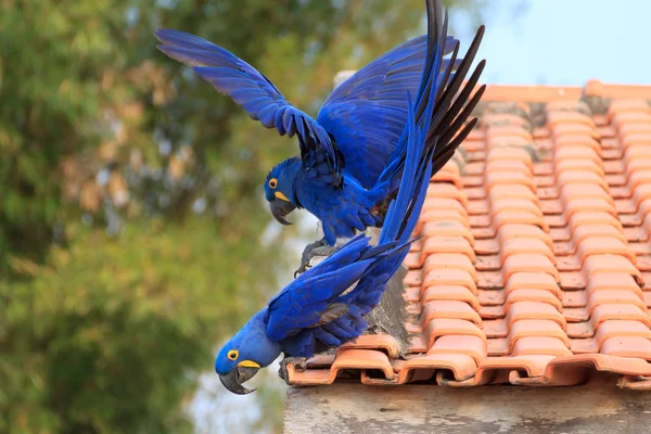 Paar Hyazinth Ara Aus Pantanal Brasilien Brasilianische Tierwelt Größter Papagei — Stockfoto