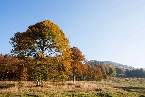 秋のシーズンの背景の木 自然の美しさ Lansdscape — ストック写真