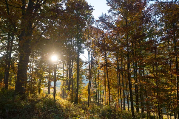 Alberi Autunno Sfondo Stagione Bellezza Nella Natura Paesaggio Delle Lande — Foto Stock