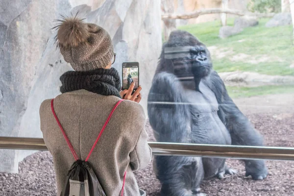 Kobieta Robiąca Zdjęcie Wielkiemu Gorylowi Szybą Zoo Biopark Walencji Hiszpania — Zdjęcie stockowe