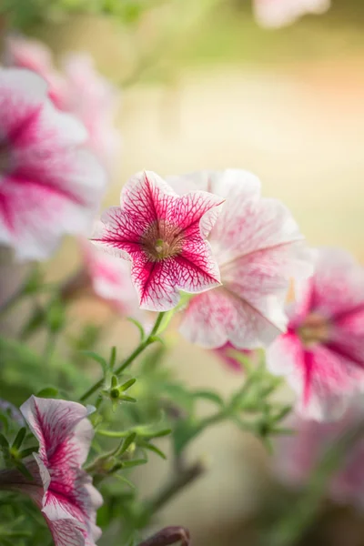 Immagine Sfondo Dei Fiori Colorati Sfondo Natura — Foto Stock