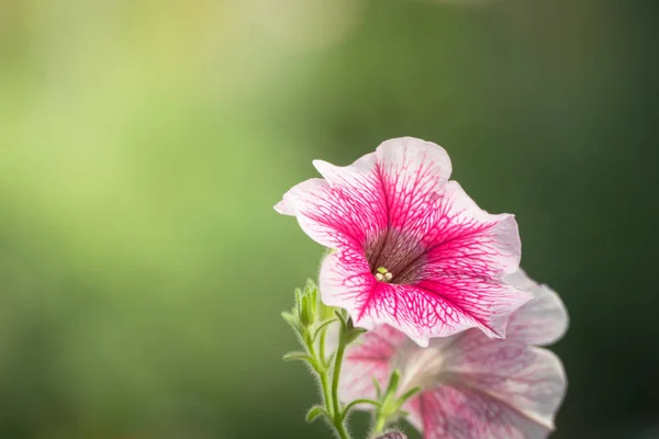 Imagem Fundo Das Flores Coloridas Natureza Fundo — Fotografia de Stock