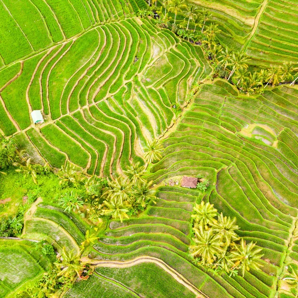 Vista Drone Terraços Arroz Jatiluwih Plantação Bali Indonésia Com Palmeiras — Fotografia de Stock