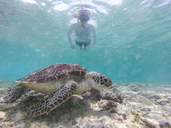 Mujer Con Máscara Snokeling Nadando Con Tortuga Marina Aguas Azul —  Fotos de Stock