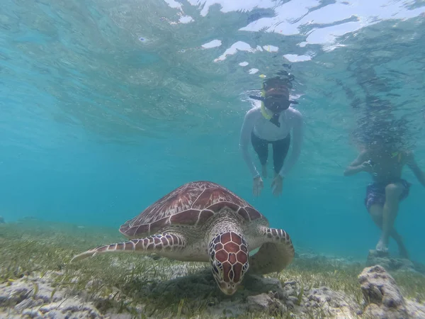 Endonezya Daki Gili Adalarının Turkuaz Mavi Sularında Deniz Kaplumbağalarıyla Yüzen — Stok fotoğraf