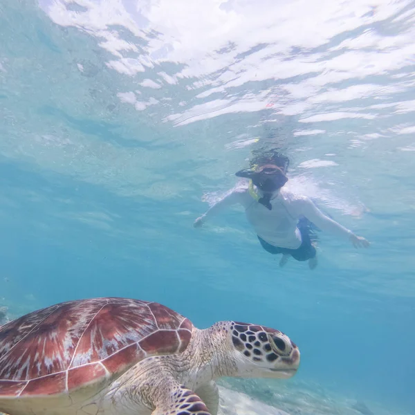 Snokelers Nadando Com Tartaruga Marinha Água Azul Turquesa Das Ilhas — Fotografia de Stock