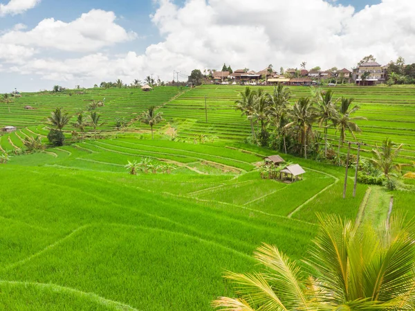Jatiluwih Terrazas Arroz Plantación Bali Indonesia Con Palmeras Caminos Para — Foto de Stock