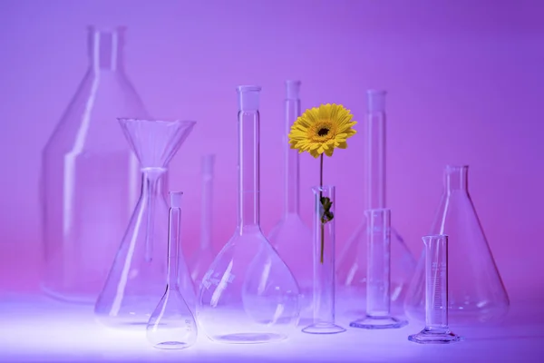 Kleurrijke Verlichte Scala Aan Laboratoriumglaswerk Met Inbegrip Van Een Bloem — Stockfoto