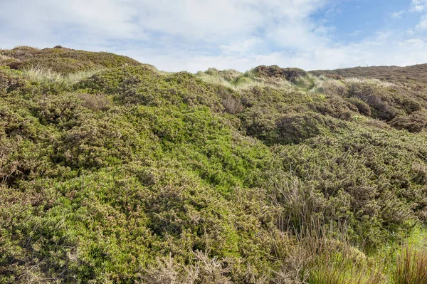 Vegetação Costeira Torno Sky Road Connemara Uma Região Oeste Irlanda — Fotografia de Stock