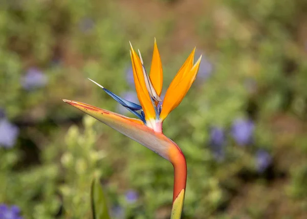 Tropical Flower Strelitzia Bird Paradise Madeira Island Portugal — Stock Photo, Image