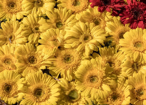 Ομορφιά Ανθοκομική Διακόσμηση Κίτρινα Άνθη Ζέρμπερας — Φωτογραφία Αρχείου