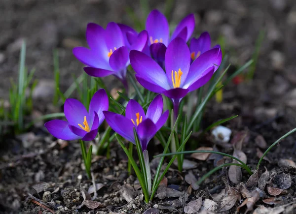 Makro Jednego Pierwszych Wiosennych Kwiatów Wiosennym Ogrodzie Piękny Crocus Iridaceae — Zdjęcie stockowe