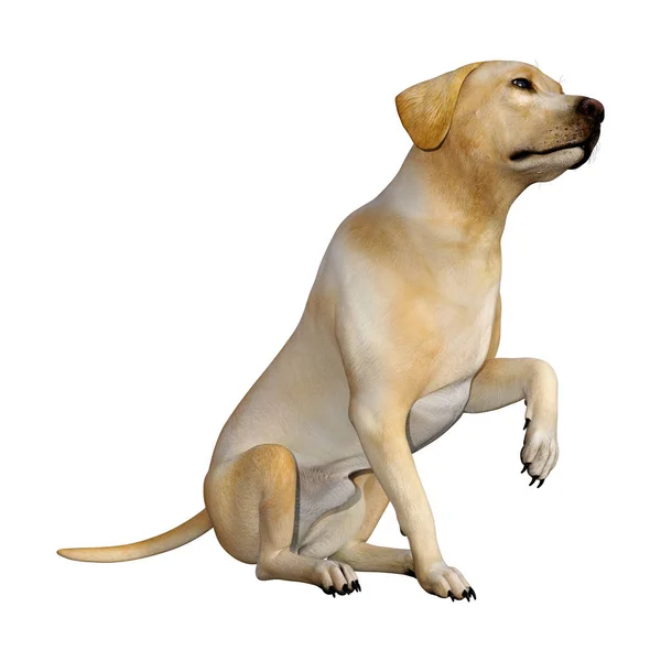 Rendering Eines Gelben Labrador Hundes Isoliert Auf Weißem Hintergrund — Stockfoto