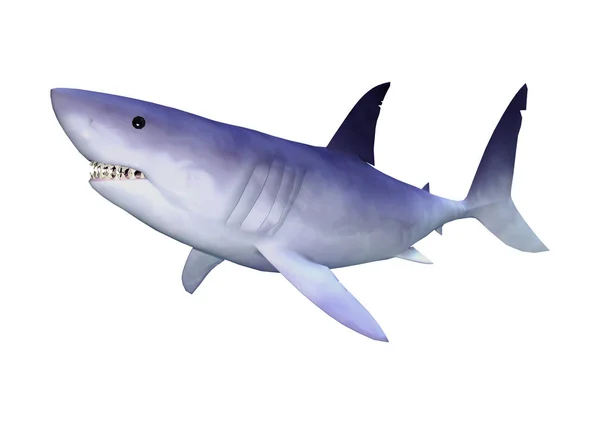 Rendering Shark Isolated White Background — Stock Photo, Image