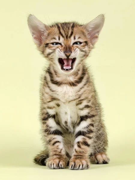 Rare Cat Toyger Félix Gris Semanas Caballa Negra Marrón — Foto de Stock