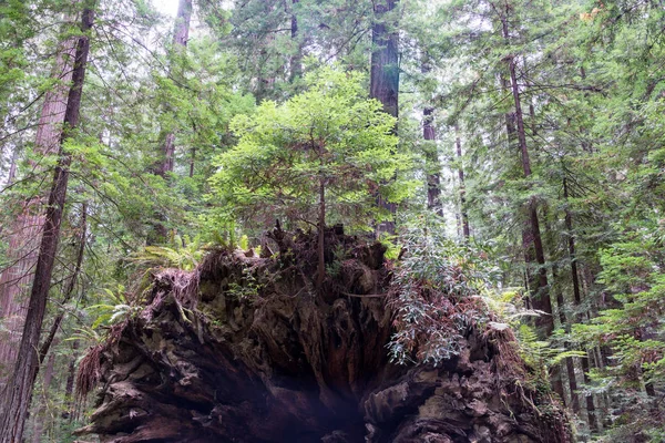 Sequoia Árbol Enorme Flora Naturaleza — Foto de Stock