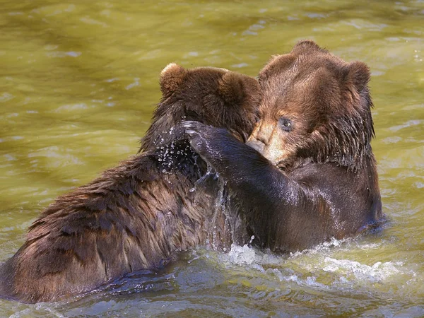 Δύο Γκρίζλις Ursus Arctos Horribilis Παίζουν Στο Νερό — Φωτογραφία Αρχείου