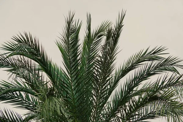 美丽的植物学照片 天然壁纸 — 图库照片