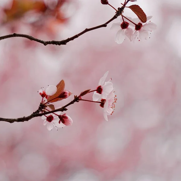 Növény Rózsaszín Virágszirmok — Stock Fotó