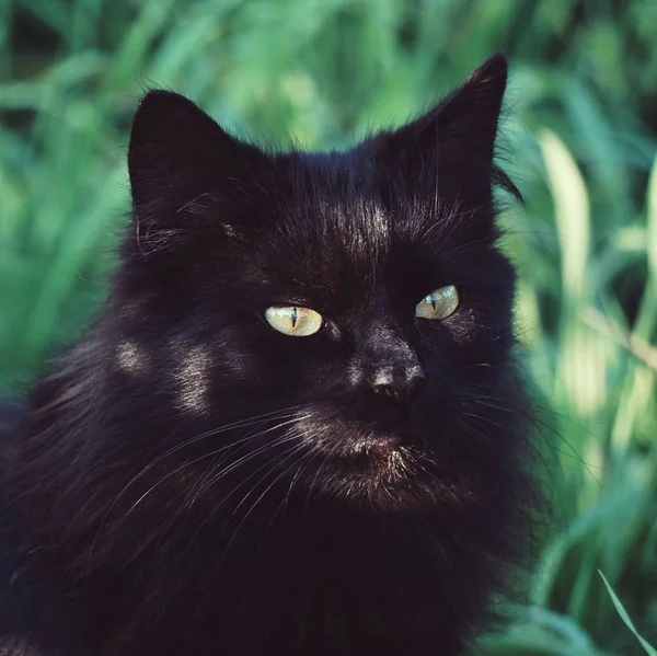 Gatto Bianco Nero — Foto Stock