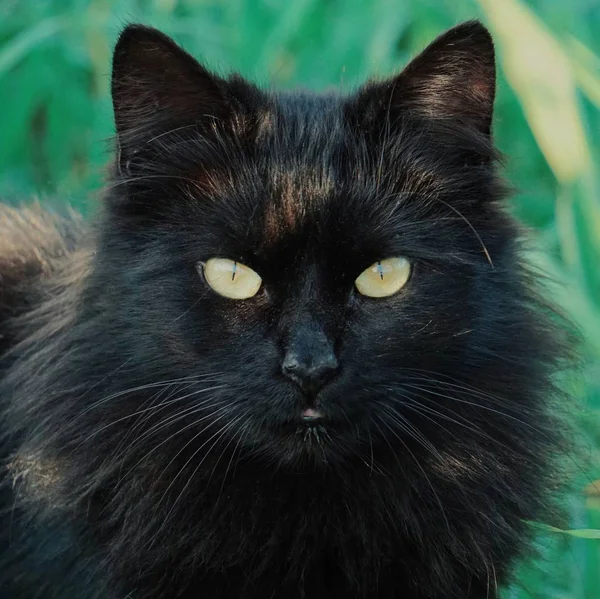 Czarny Kot Zielonymi Oczami — Zdjęcie stockowe