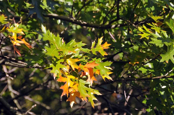 Schöne Bunte Herbstblätter — Stockfoto