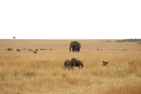 Elefante Gnus Zebras Savana Masai Mara — Fotografia de Stock