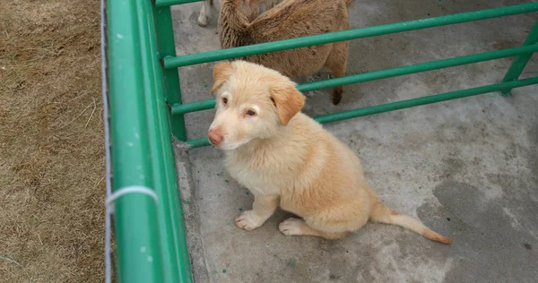 Filhote Cachorro Fazenda — Fotografia de Stock