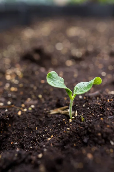 Jonge Plant Bodem — Stockfoto